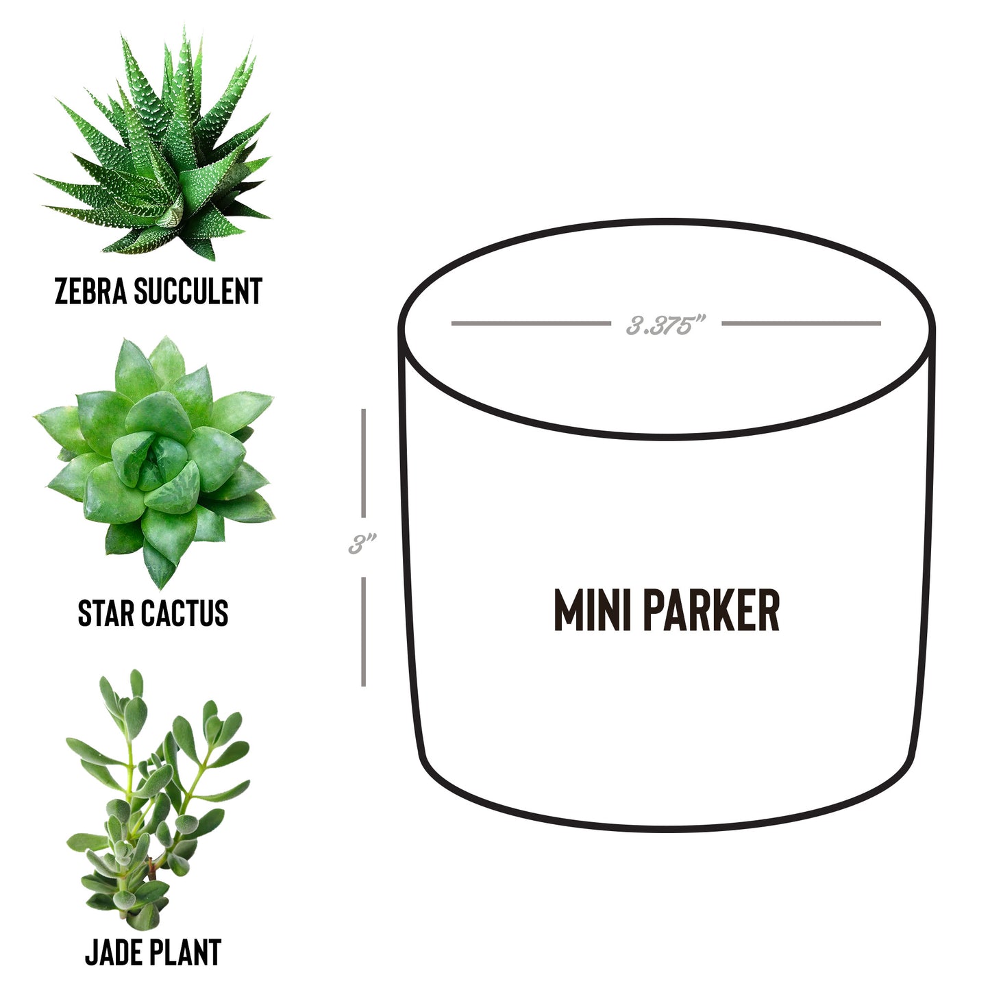 Best Teacher Ever Potted Desk Plant - Mardonyx Office Parker / Jade