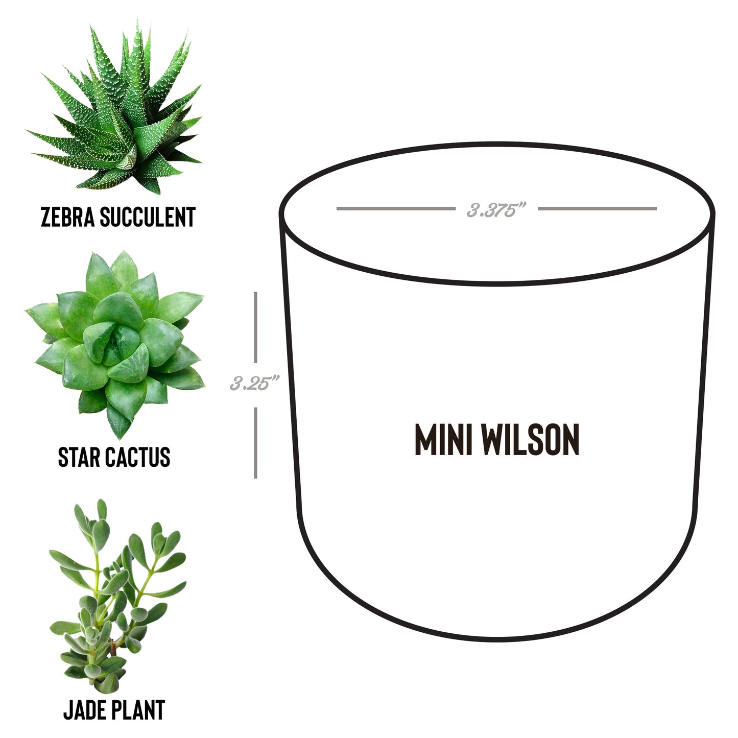 Personalized Thank You For Helping Me Bloom - Personalized Teacher Flower Pot with Plant - Teacher Appreciation Gift